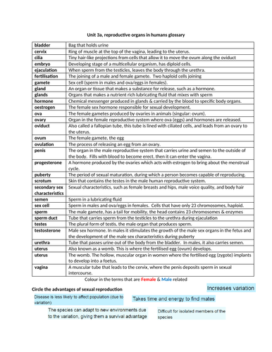 Unit 3, 4 & 5 glossary and word games