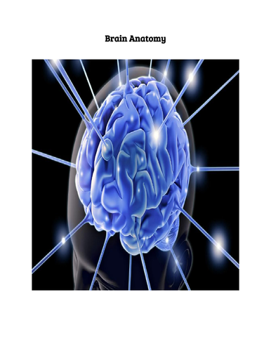 Nueroscience - Brain Anatomy