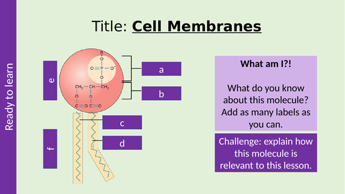 Structure of Cell Membranes AQA A Level Biology
