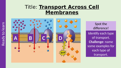 Osmosis and Active Transport AQA A Level Biology