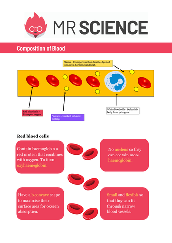 Revision: Blood | GCSE grade 9 revision study notes