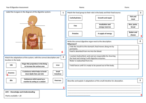 KS3 Digestion Assessment
