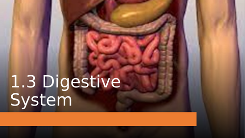 WJEC Digestion and the digestive system in humans