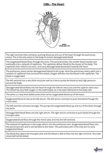 The Heart - diagram and flowchart