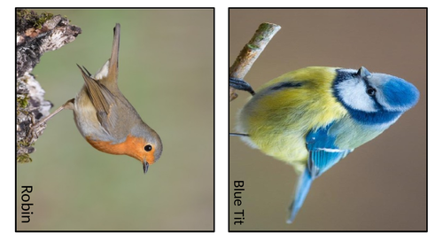 British Bird Pictures | Teaching Resources