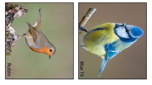 British Bird Pictures