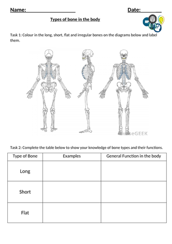 Skeletal System Worksheet - LAP&HAP