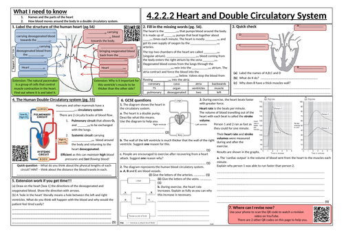 Heart structure and Double circulatory system