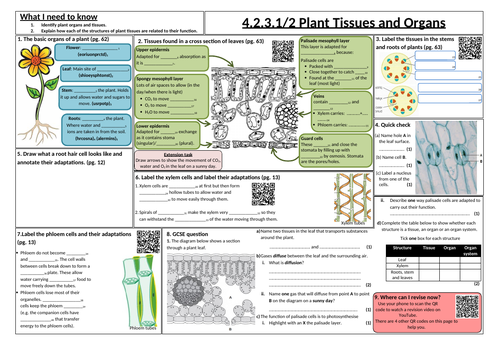 Plant tissues and organs