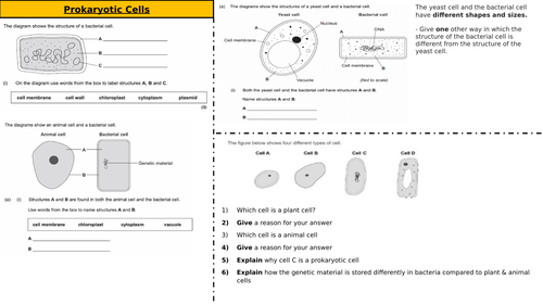 Prokaryotic Cells - Structure & Function worksheet