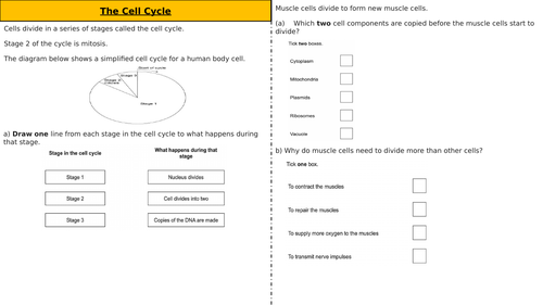 Cell Cycle worksheet - Higher & Foundation