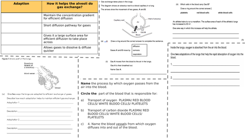 Adaptations of the lungs - Worksheet
