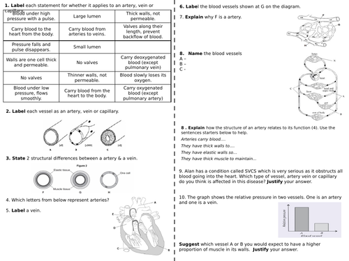 Blood Vessels - Structure & function - Worksheet