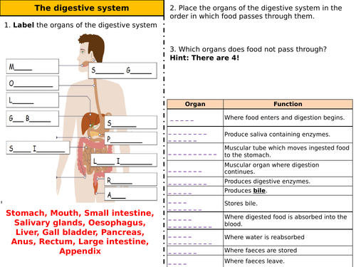 Digestive system - Worksheets - Higher & Foundation