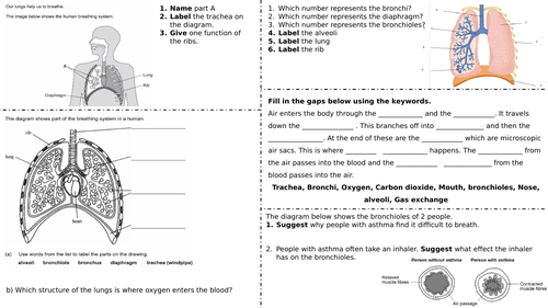 Structure of the lungs - Worksheet