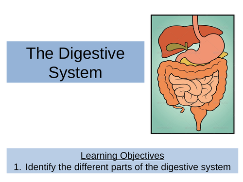 KS3/KS4 - Digestive System