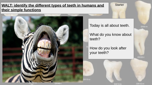 Year 4 science - Animals Including Humans - Teeth and their roles |  Teaching Resources