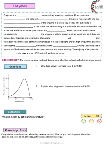 FREE GCSE Biology Worksheet on Enzymes | Teaching Resources