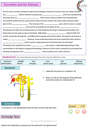 GCSE Biology Worksheet Excretion & Kidneys