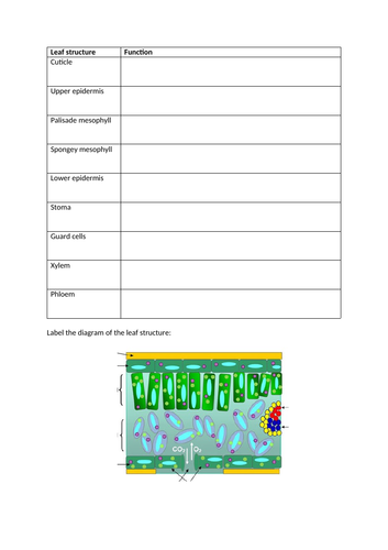 Leaf structure and function worksheet, GCSE Biology, Photosynthesis