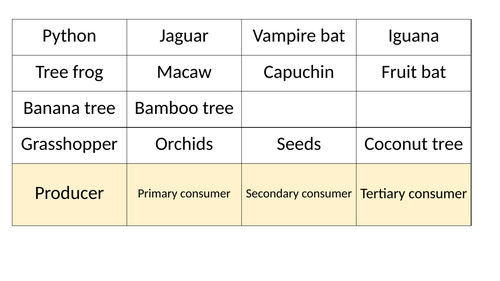 Rainforest Food Web Game