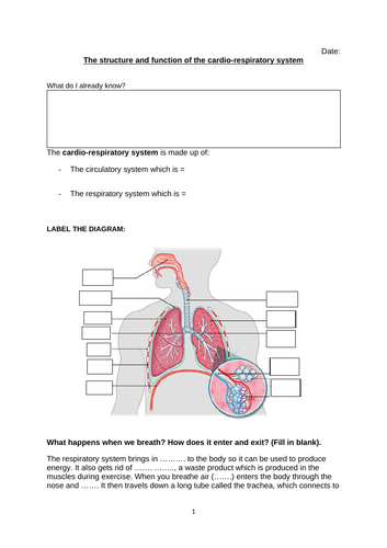 GCSE Respiratory Worksheet