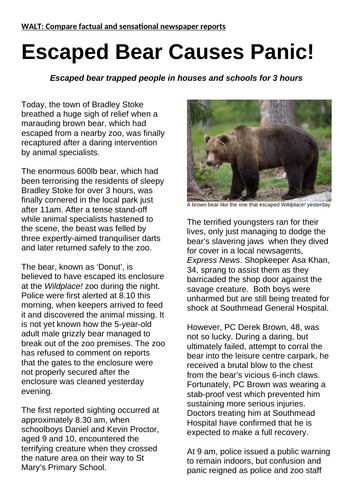 Sensational newspaper report: Escaped Bear!