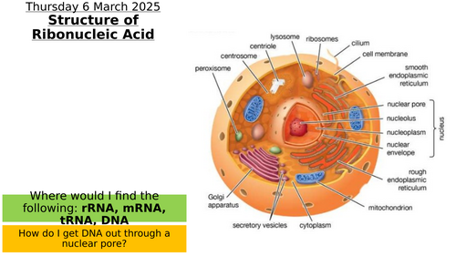 8.3 - The Structure of RNA