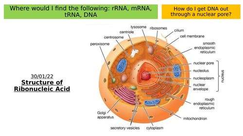 8.3 - The Structure of RNA