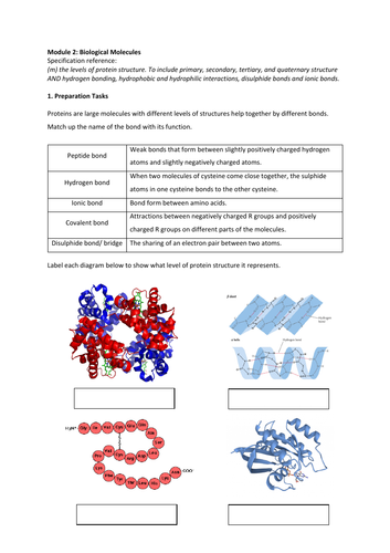 A Level Biology OCR A Revision- The Levels of Protein Structure