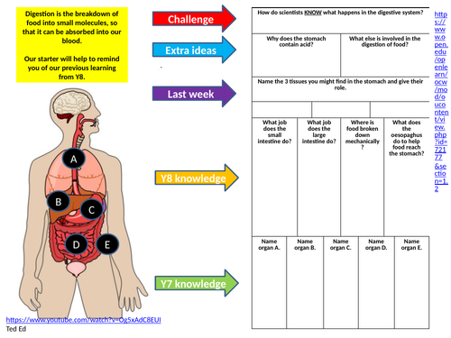 Digestive System