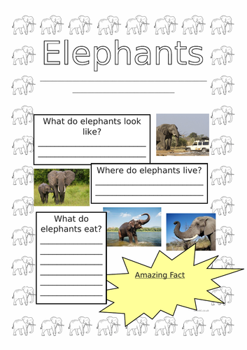 Animal Non-Chronological Reports - Year 1
