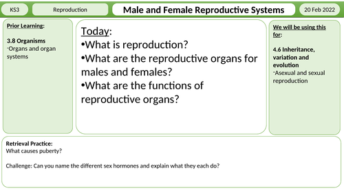 Female and male reproductive systems