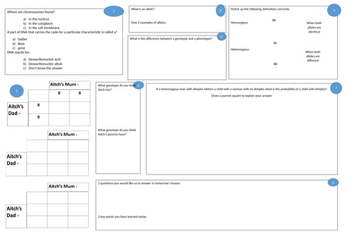 Alleles and Punnett Squares/Genetic Cross