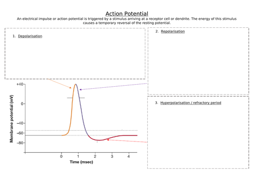 Action Potential Graph
