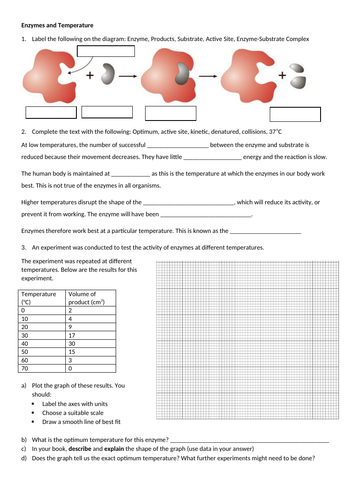 Enzymes and Temperature