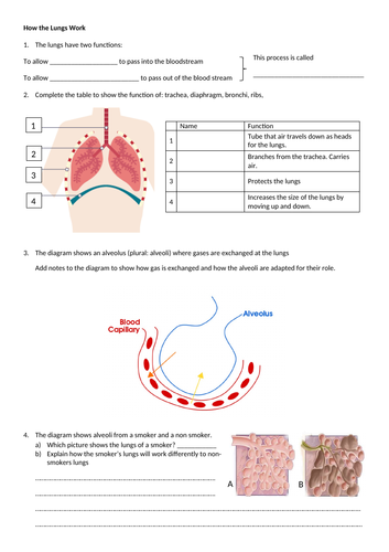 GCSE Structure of the lungs and gas exchange - worksheet and presentation