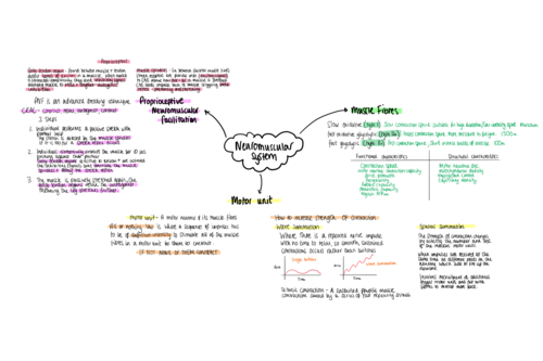 AQA A level PE - neuromusuclar system mindmap
