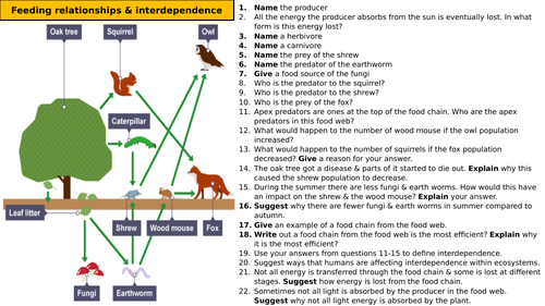 Food Webs worksheet