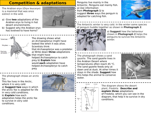 Adaptations - Plants & Animals Worksheet (AQA, SPEC 7)