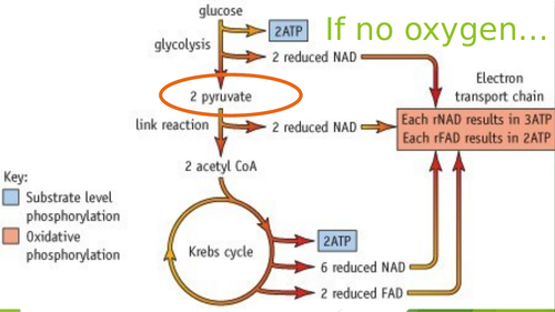 A level Biology Respiration - Lesson 6 Anaerobic respiration