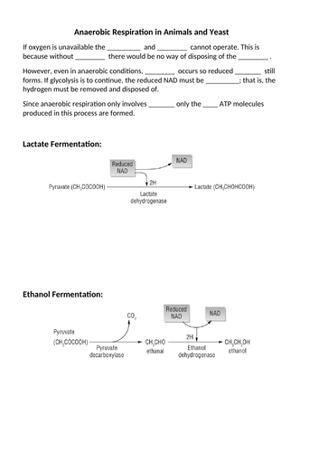 Respiration - A level - Biology -  Aerobic and anaerobic respiration practical