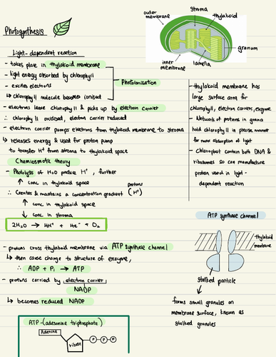 Photosynthesis ( A levels)