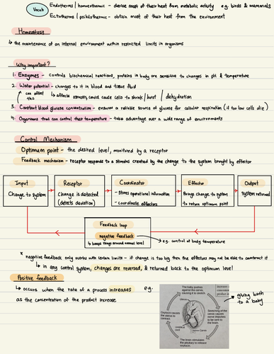 Homeostasis & hormones