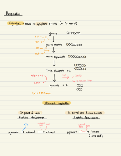 Respiration ( A levels biology)