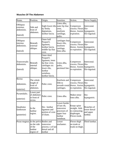 muscles of the abdomen