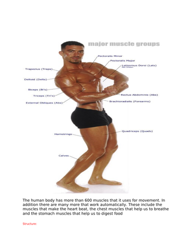 Body muscles