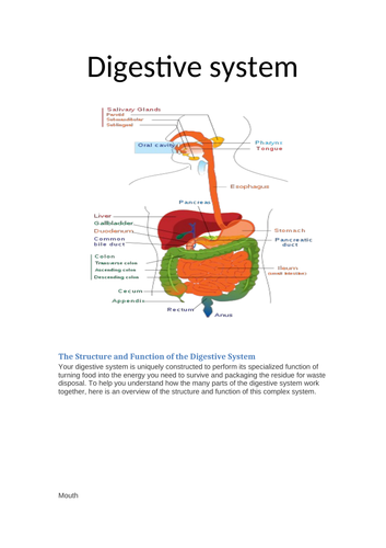 Digestive system