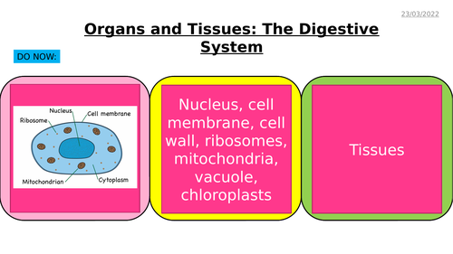 AQA GCSE Biology - B3 Organisation and Digestion - PowerPoint pack ...