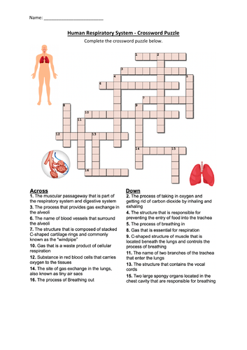 Human Respiratory System - Crossword Puzzle Worksheet Activity ...